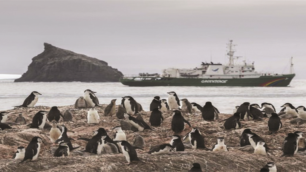 Greenpeace, calo fino al 77% delle colonie di pinguini in Antartide