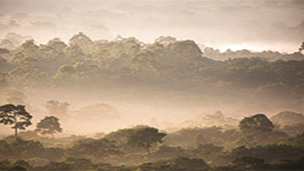 Kakamega rainforest