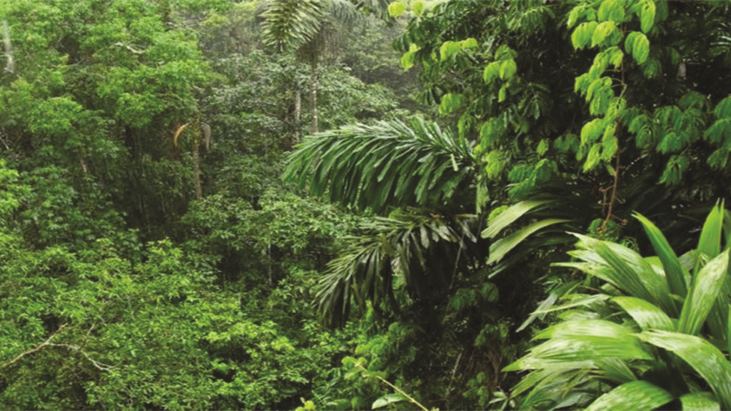 Se una carbon tax può servire anche a salvare le foreste
