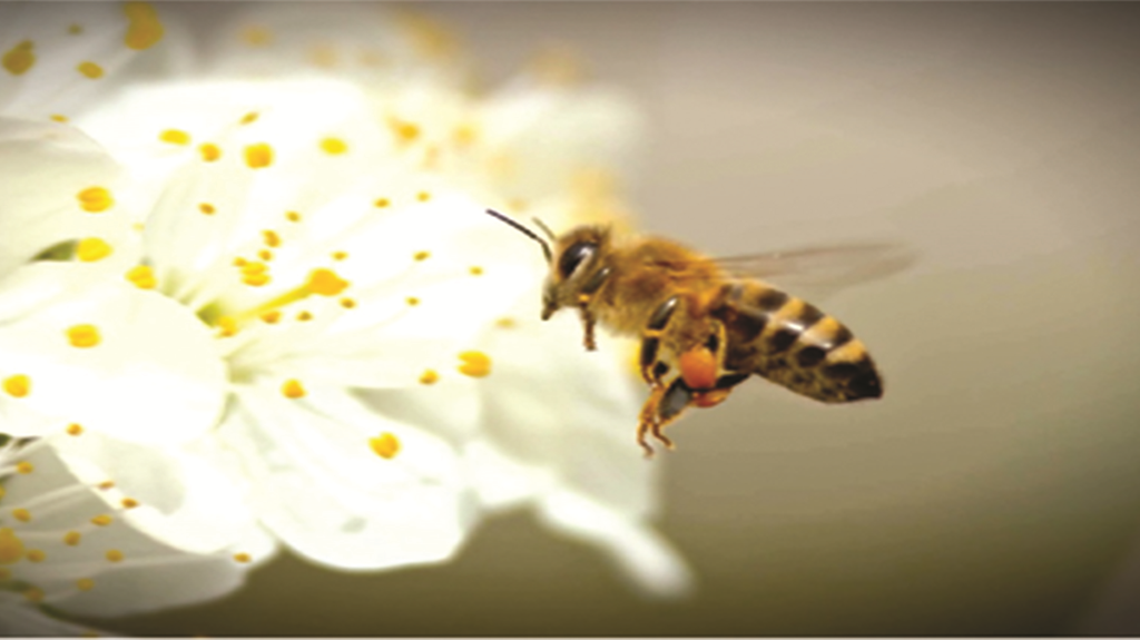 Senza api e impollinatori a rischio la nostra produzione alimentare