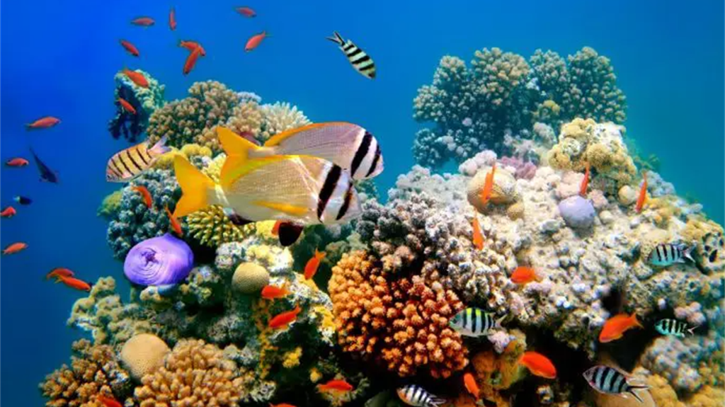 Dagli anni ’50 è morta metà delle barriere coralline nel mondo