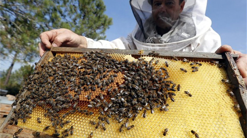 Greenpeace, è strage dei pesticidi con 8 mln di api morte