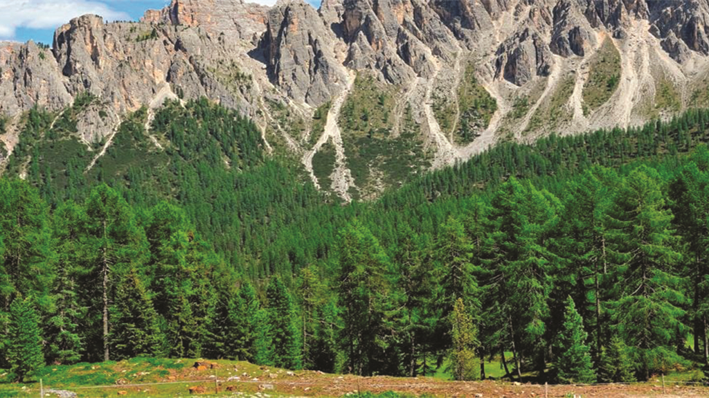 In Italia mai così tante foreste da secoli. E il futuro è nelle biocities