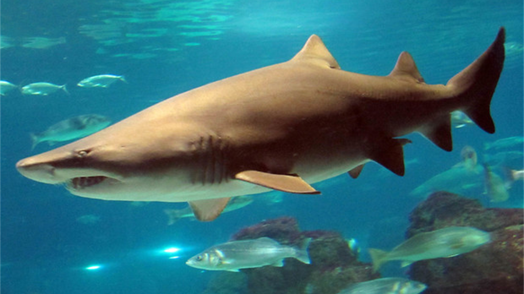 Un terzo delle specie di squali in pericolo per la pesca