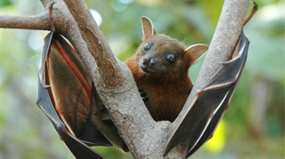 Le foreste del Sud della Cina habitat ideale per i pipistrelli