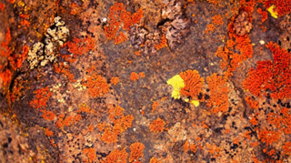Le osservazioni condotte per 25 anni in Utah mostrano un crollo dei licheni dal 19 al 5% degli organismi che compongono questo “strato vitale” a protezione dei terreni aridi. Dopo il 2003 è stato superato il punto di non ritorno. Con la loro scomparsa vengono meno servizi ecosistemici fondamentali