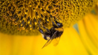 Temperature troppo elevate sono una causa di morte nota per le api e gli impollinatori in generale. Ma il caldo estremo danneggia anche le cellule spermatiche, incidendo negativamente sulla fertilità dei maschi e, in prospettiva, sulla prosperità delle colonie