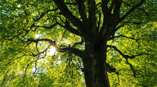 Uno studio della Ohio State University ha confrontato le osservazioni di un agricoltore locale su 7 specie di alberi molto comuni in Nord America tra 1883 e 1912 con la situazione attuale. Il periodo dalla fogliazione al picco di colorazione delle foglie si è allungato in modo coerente con l’andamento del riscaldamento globale