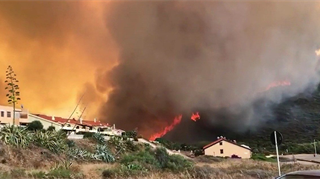 Oltre alla vegetazione le fiamme hanno divorato aziende, animali e un patrimonio ambientale di 70 anni