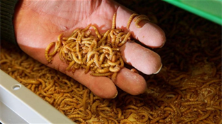 Dopo l’autorizzazione da parte dell’Efsa, l’ente per la sicurezza alimentare, arriva anche l’accordo tra gli Stati membri per la vendita nel mercato europeo delle larve di tarme della farina essiccate. La Commissione europea adotterà il regolamento nelle prossime settimane.