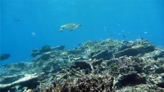 Un nuovo studio mostra che la metà dei coralli della Grande Barriera Corallina è andata perduta negli ultimi tre decenni