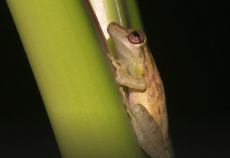 Allarme clima, animali in difficoltà