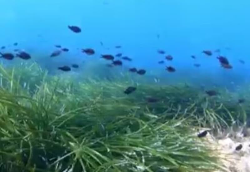 Mare: Ispra, monitorati 30 mila mq trapianti di Posidonia