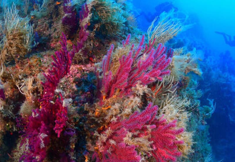 Nel 2023 nuovo record per la temperatura dell'oceano