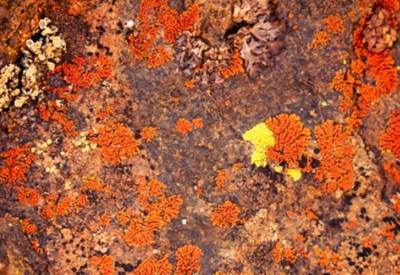 La biocrosta del pianeta sta morendo