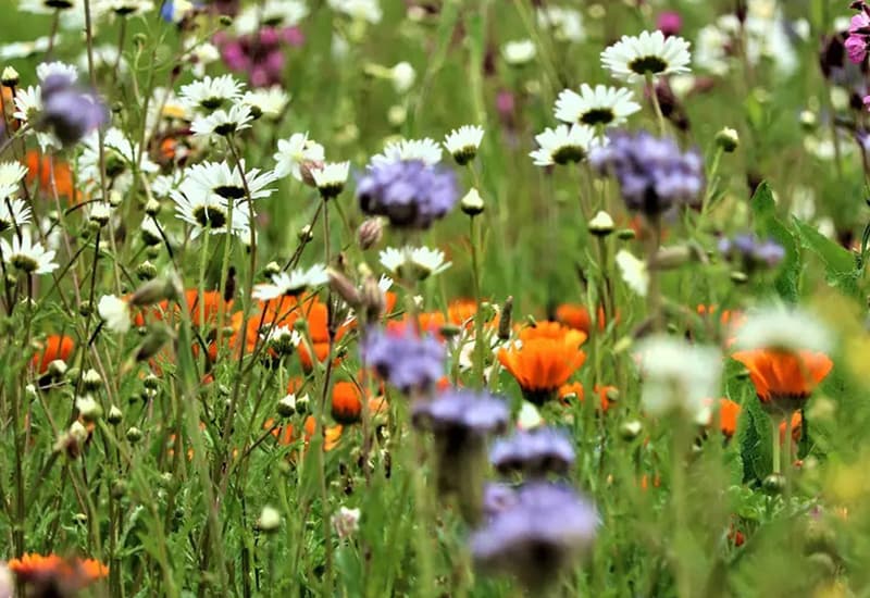 Biodiversità, in Italia mancano all’appello tre frutti su quattro