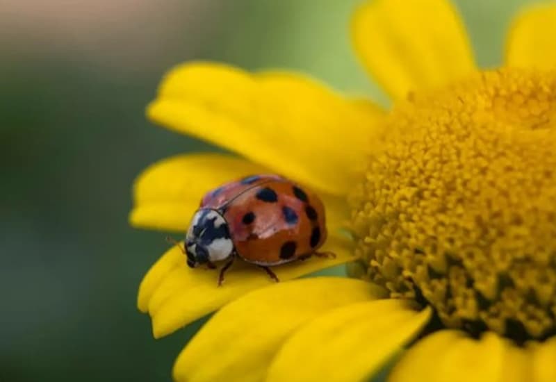 Il declino degli insetti impollinatori fa più morti dell’inquinamento