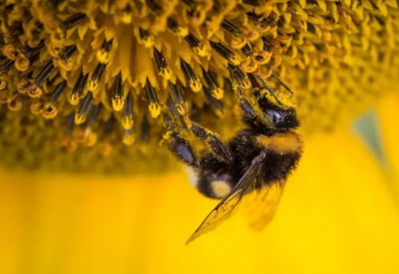 Il caldo estremo fa crollare la fertilità degli insetti impollinatori
