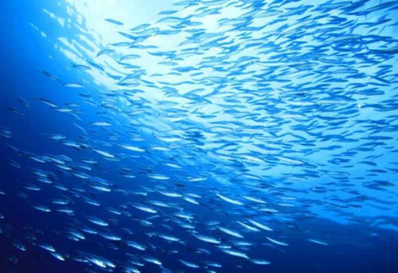 A maggio, nuovo record di temperatura degli oceani
