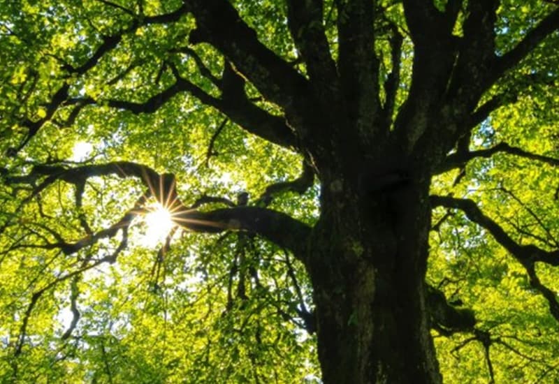 Risposta degli alberi al climate change: le foglie durano 1 mese in più