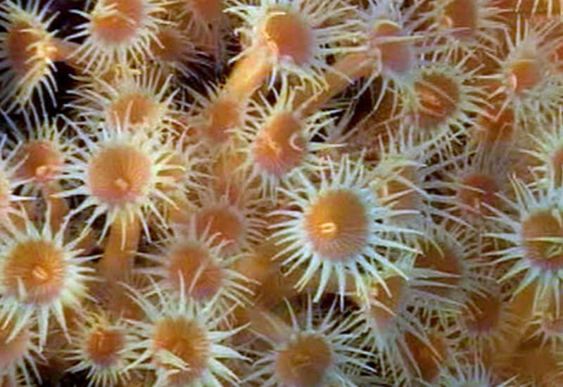 Mediterraneo più caldo, moria di gorgonie e alghe coralline