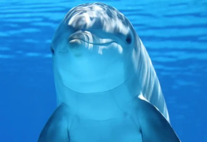 Perdita di biodiversità, un disastro creato dall’uomo