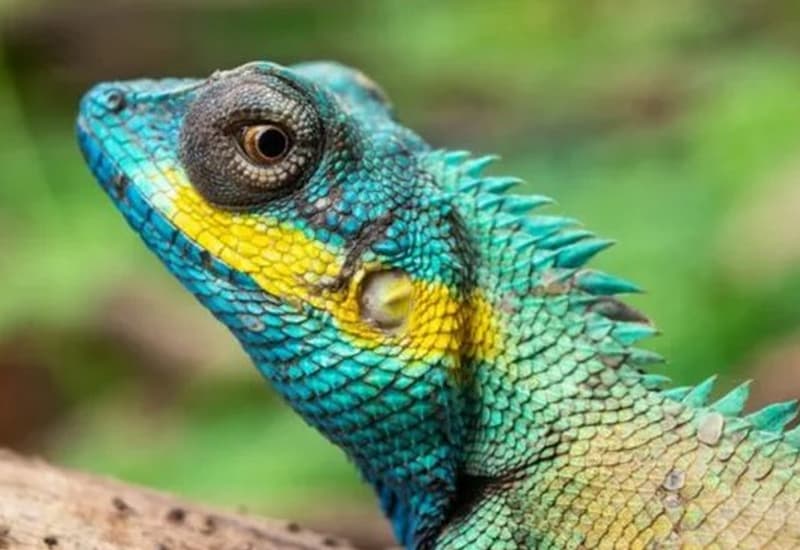 La 6° estinzione di massa rallenta se spendiamo 60 mld l’anno per la biodiversità